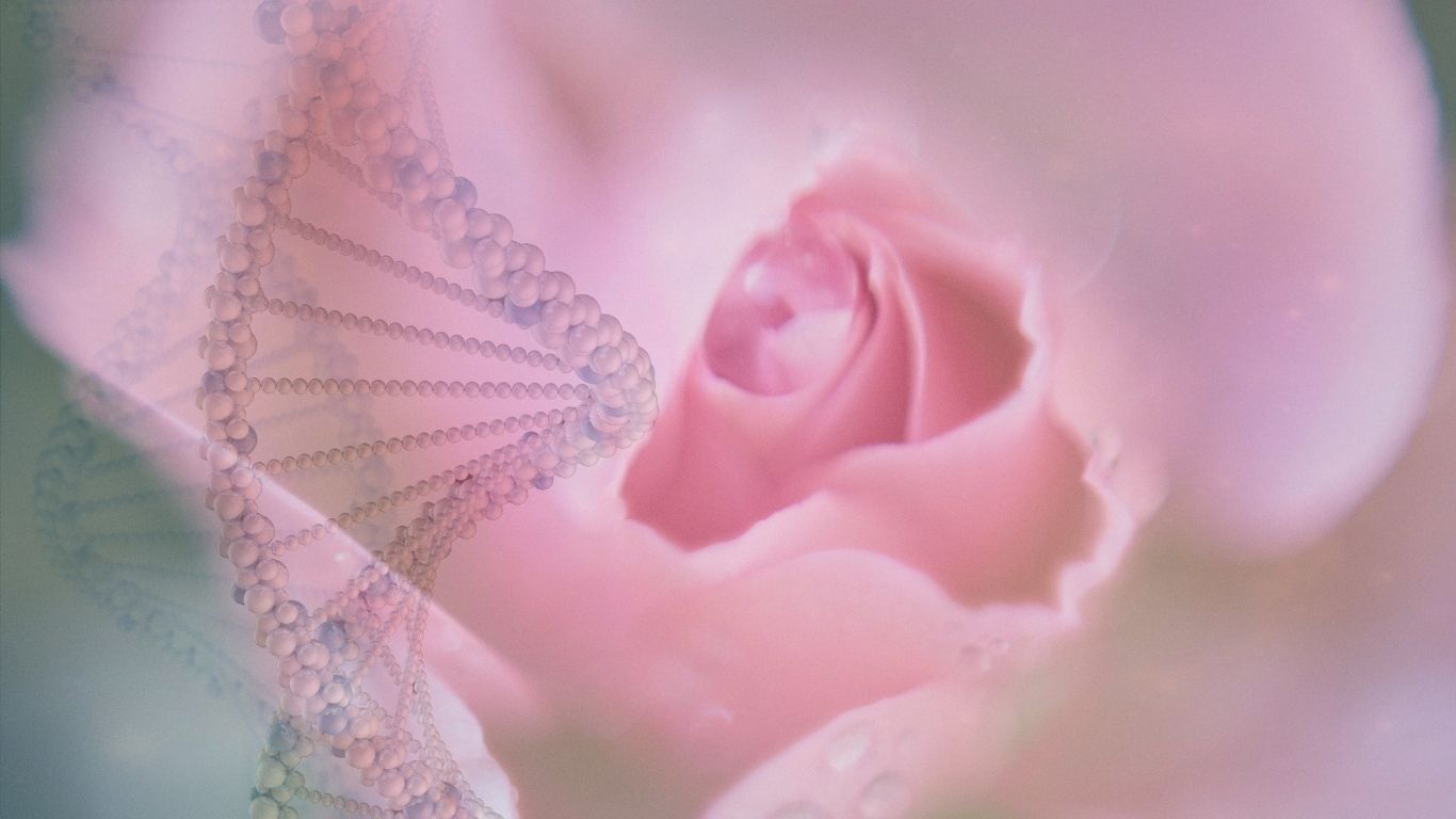 How the Rose and the Gene Keys can be used as Vibrational Medicines - blog | inneralchemy.co.za